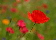 Mohnblüte im Wind par Ilona Montag Aperçu