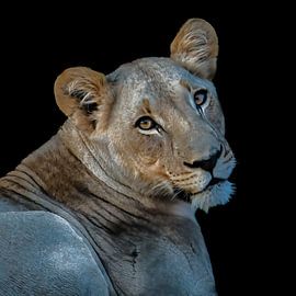 La mère lionne