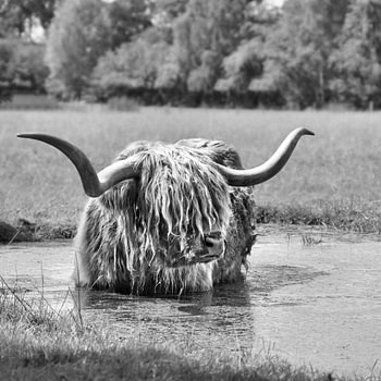 een verkoelend bad voor deze schotse hooglander in zwartwit