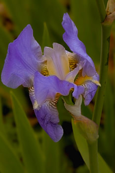 Das Flüstern einer Iris