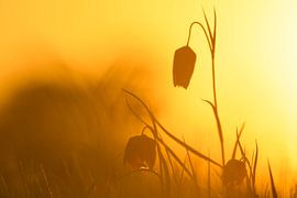 Fritillaria meleagris auf einer Wiese während eines Frühlings-Sonnenaufgangs von Sjoerd van der Wal Fotografie