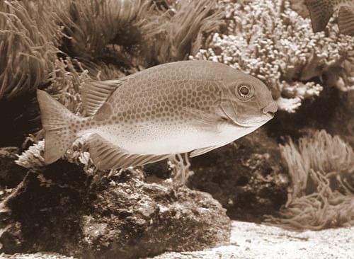 Rabbit fish in sepia