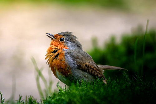 A robin amongst the moss