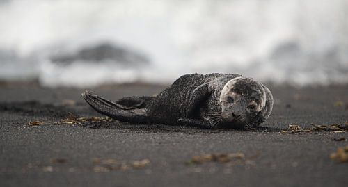 Seehund in Island von mathis_vdm