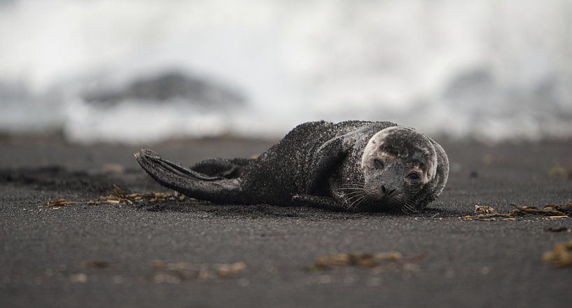 seal in Iceland by mathis_vdm