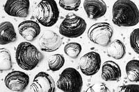 Shells on the sand of the beach in black and white