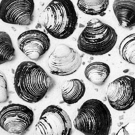 Schelpen op het zand van het strand in zwart wit van Lisette Rijkers
