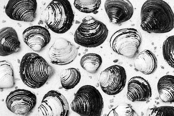 Shells on the sand of the beach in black and white by Lisette Rijkers