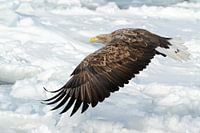 IN FLIGHT