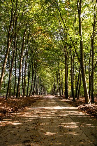 Sunshine 5 - Autumn in Hoenderloo