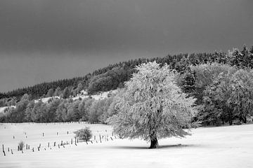 Suikerboom in glazuur | Winterlandschap in de Rhön van Flatfield