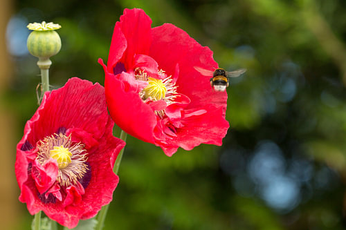 Hommel aan het werk.