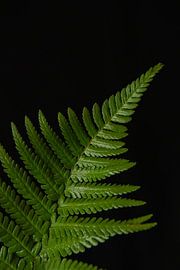 Emerald Ascent sur Cindy Coenen Fine Art
