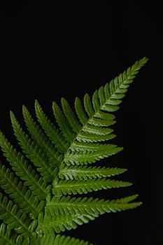 Emerald Ascent