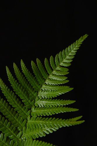 Emerald Ascent