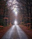 Black road (Zwarte weg), Lage Vuursche. Autumn by Pascal Raymond Dorland thumbnail