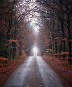 Route noire (Zwarte weg), Lage Vuursche. automne