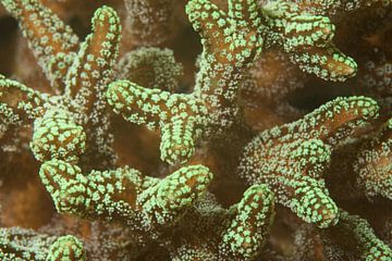 Close-up van lichtgevend koraal