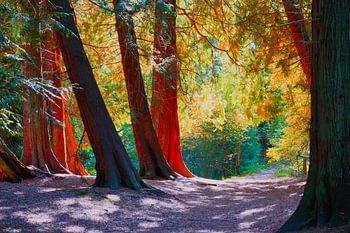 Fairytale Forest a color experience like a bonbon.