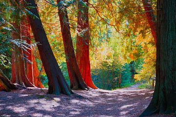 Fairytale Forest - ein Farberlebnis wie ein Bonbon. von Fred van Schaagen