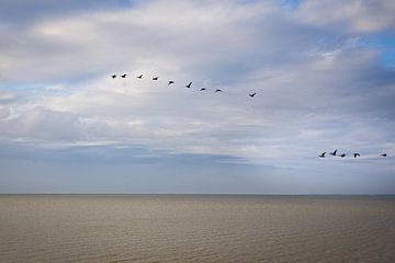 Geese migrating over the Wadden Sea by Rob Boon