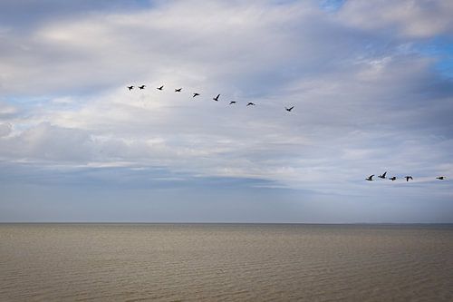 Oies en migration au-dessus de la mer des Wadden