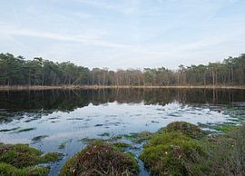 Dwingelderveld - Drenthe (Netherlands) by Marcel Kerdijk