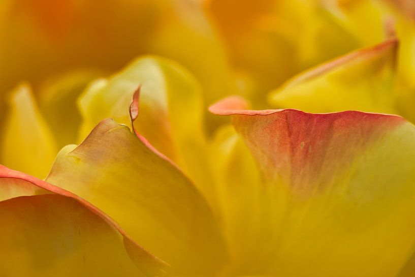 Details yellow pink rose leaves by Jolanda de Jong-Jansen
