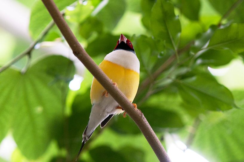 Vogel Guldamadine Fink von Ivonne Fuhren- van de Kerkhof