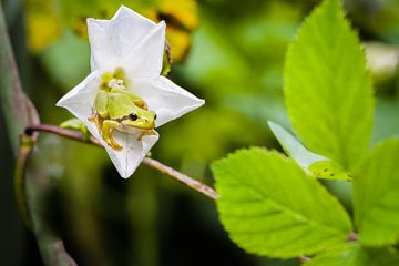 Laubfrosch von Peter Lambrichs