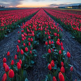 Rode tulpen van Thijs Friederich