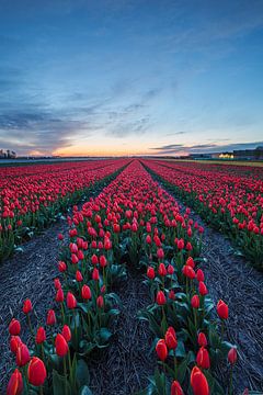 Rote Tulpen von Thijs Friederich