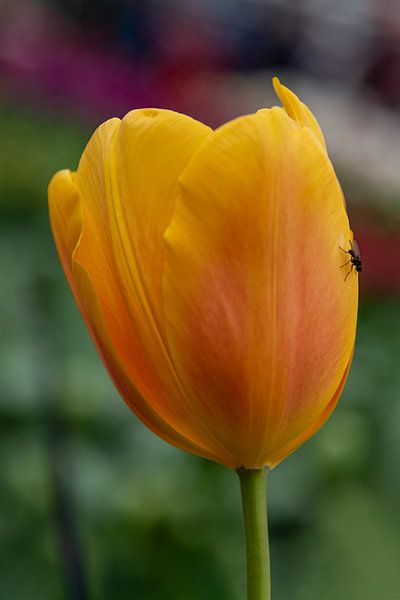 Eine schwarze Fliege, die auf einer gelb-orangen Tulpe ruht von Digikhmer