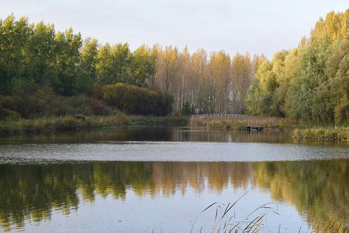 Najaar in de Dordtse Biesbosch
