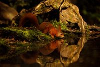 Eichhörnchen