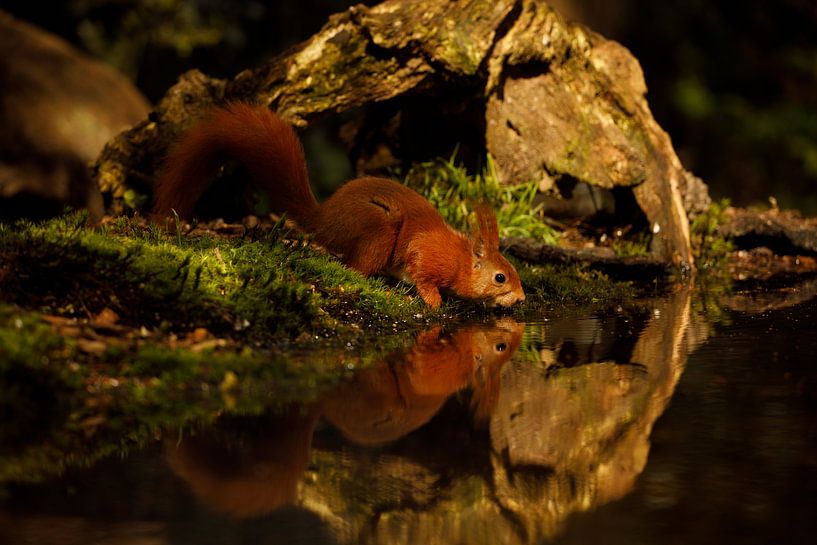 Eichhörnchen von Jeen Arendz