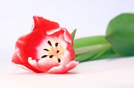 Tulipe rouge par MSP Canvas Aperçu