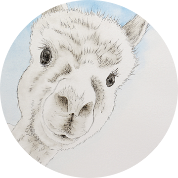 De nieuwsgierige alpaca (lief aquarel schilderij houtskool dieren lama kinderkamer kinderboerderij