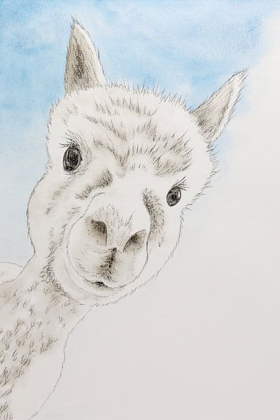 Das neugierige Alpaka (süße Aquarellmalerei Holzkohle Tiere Lama Kinderzimmer Streichelzoo von Natalie Bruns