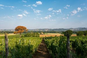 De heuvels bedekt met wijngaarden van Chianti. Tucany, Italië. van Tjeerd Kruse