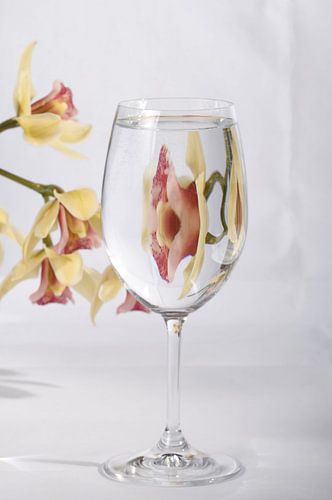 Une orchidée dans un verre à vin