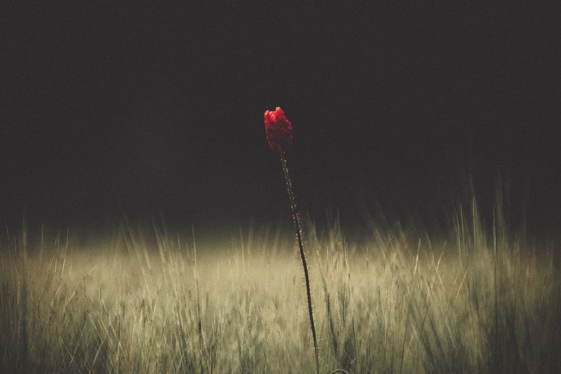Poppy by Michael van Eijk