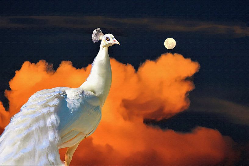 White peacock in the night by Maud De Vries