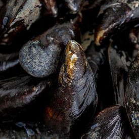 Fresh mussels by Nina van der Kleij