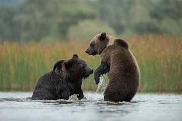 Europäische Braunbären *Ursus arctos*, Rangelei im Wasser von wunderbare Erde