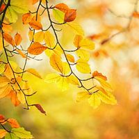 Kleurrijk herfstblad