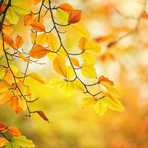 Kleurrijk herfstblad