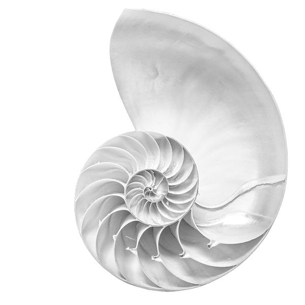 Jewel by Hennie Zeij