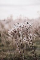 Winter flowers in field with low sun | Landscape photography, Strijbeek, Breda