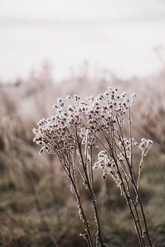Winterse bloemen in veld met laagstaande zon | Landschapsfotografie, Strijbeek, Breda van Merlijn Arina Photography